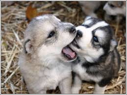 Cachorros Husky Siberiano para la adopcion